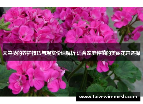 天竺葵的养护技巧与观赏价值解析 适合家庭种植的美丽花卉选择 天竺葵的养护技巧与观赏价值解析 适合家庭种植的美丽花卉选择