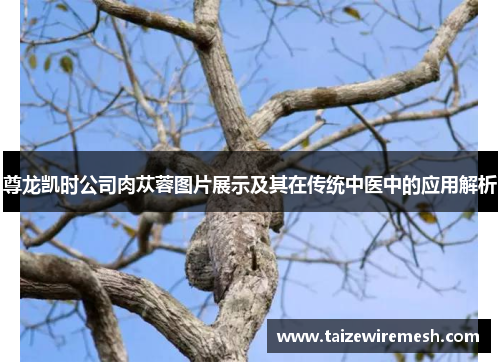 尊龙凯时公司肉苁蓉图片展示及其在传统中医中的应用解析