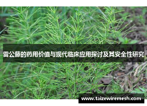 雷公藤的药用价值与现代临床应用探讨及其安全性研究